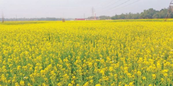 সরিষা পুষিয়ে দিল আমনের ক্ষতি